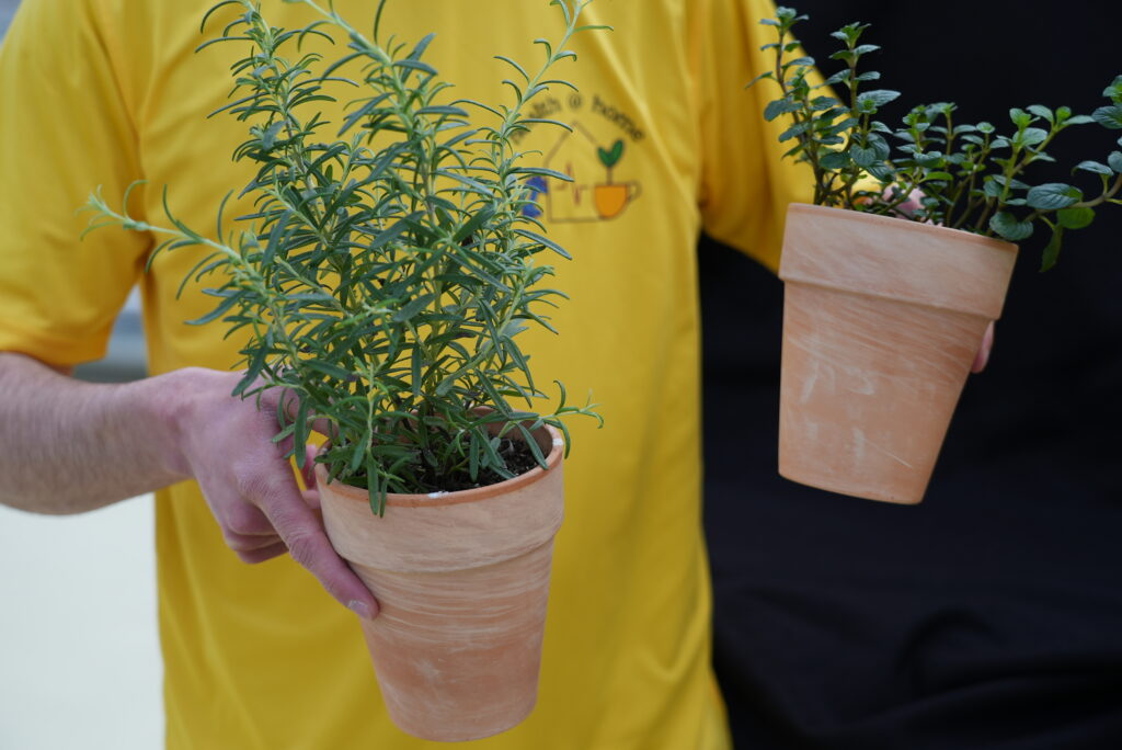 Rosmarin und Schokominze für Kräuterkunde Workshop